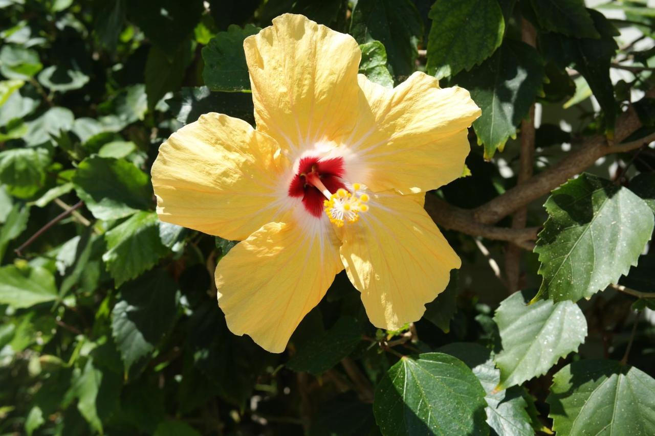 קי וסט Heron House (Adults Only) מראה חיצוני תמונה